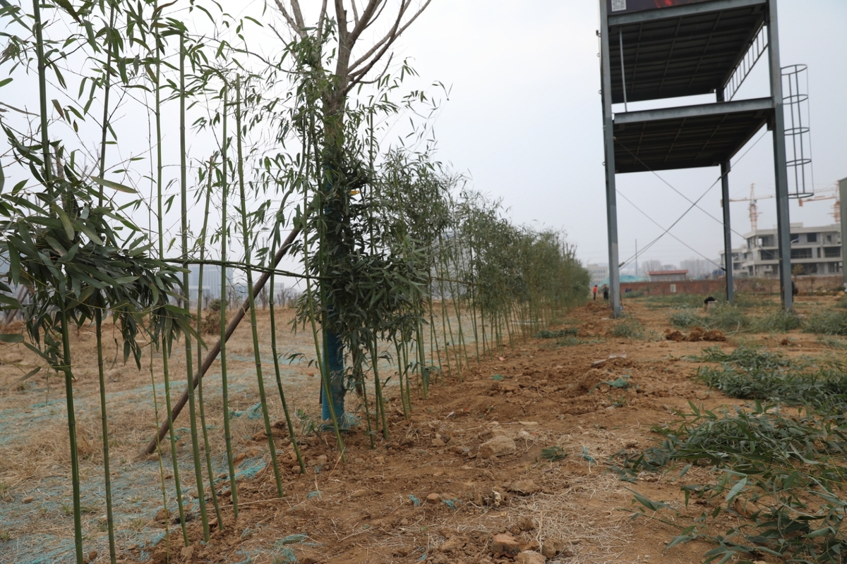国泰科技举行“你我携手，美化公司”植树节活动